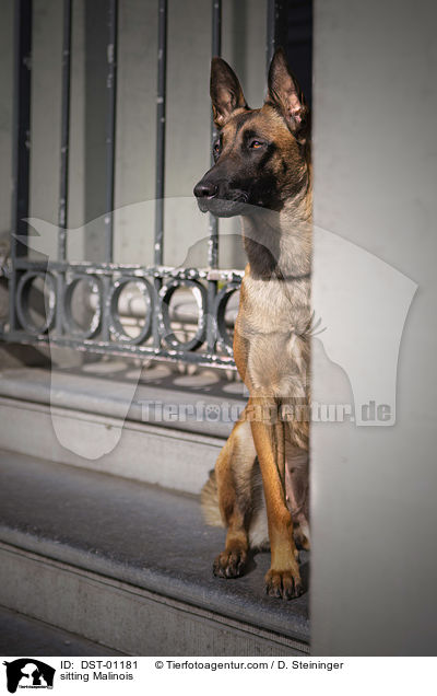 sitzender Malinois / sitting Malinois / DST-01181