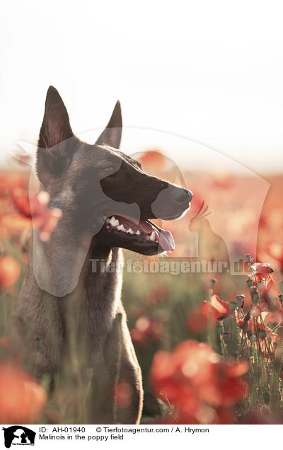 Malinois im Mohnfeld / Malinois in the poppy field / AH-01940