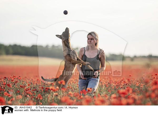 Frau mit Malinois im Mohnfeld / woman with  Malinois in the poppy field / AH-01942