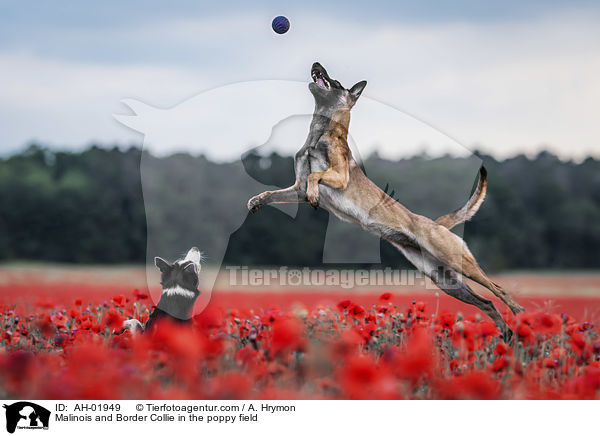 Malinois und Border Collie im Mohnfeld / Malinois and Border Collie in the poppy field / AH-01949