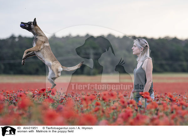 Frau mit Malinois im Mohnfeld / woman with  Malinois in the poppy field / AH-01951
