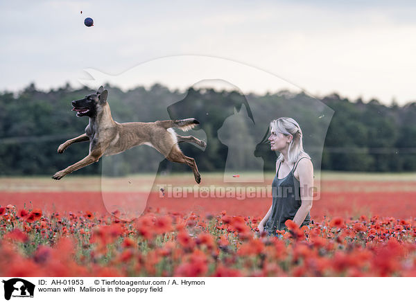 Frau mit Malinois im Mohnfeld / woman with  Malinois in the poppy field / AH-01953