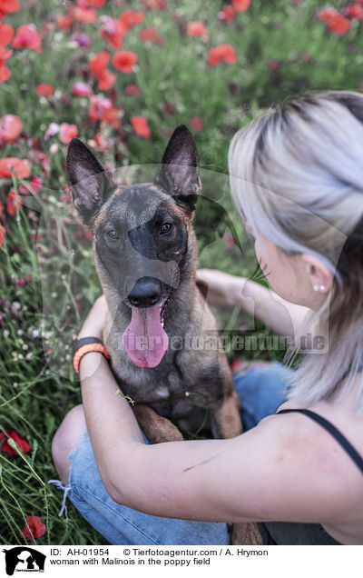 Frau mit Malinois im Mohnfeld / woman with Malinois in the poppy field / AH-01954