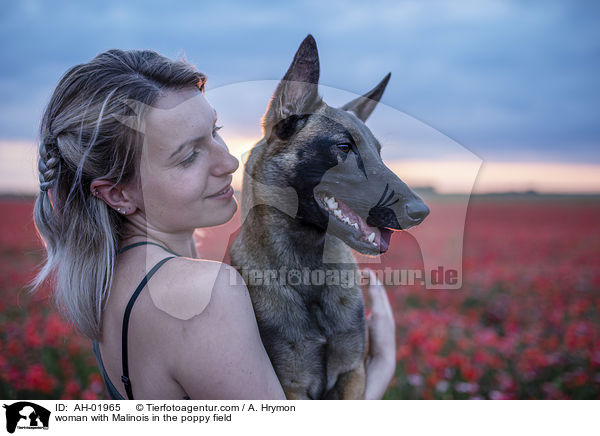 Frau mit Malinois im Mohnfeld / woman with Malinois in the poppy field / AH-01965