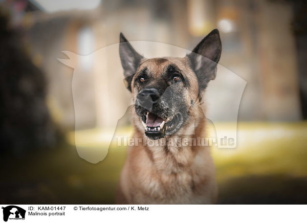 Malinois Portrait / Malinois portrait / KAM-01447