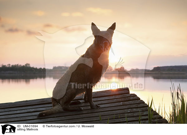 sitzender Malinois / sitting Malinois / UM-01694