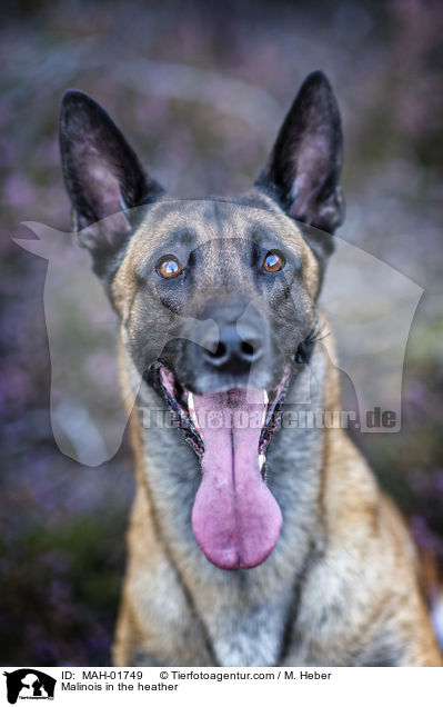 Malinois in der Heide / Malinois in the heather / MAH-01749