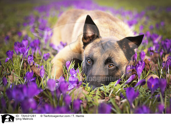 liegender Malinois / lying Malinois / TAH-01281