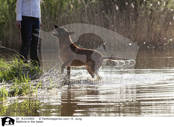 Malinois in the water / KJ-03460