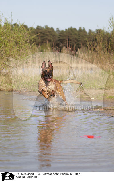 rennender Malinois / running Malinois / KJ-03550