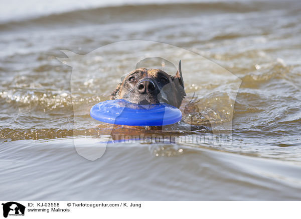 swimming Malinois / KJ-03558
