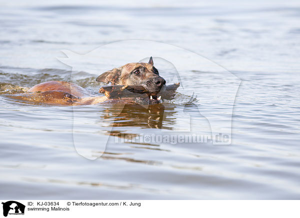schwimmender Malinois / swimming Malinois / KJ-03634