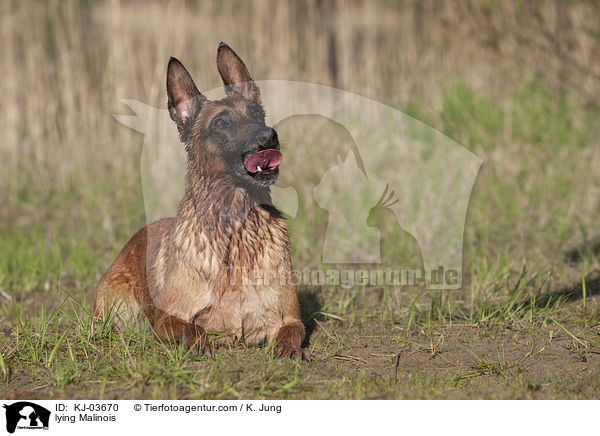 lying Malinois / KJ-03670