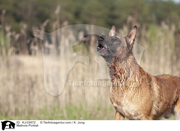 Malinois Portrait / Malinois Portrait / KJ-03672