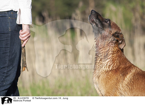 Malinois Portrait / KJ-03678