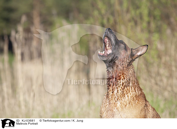 Malinois Portrait / Malinois Portrait / KJ-03681