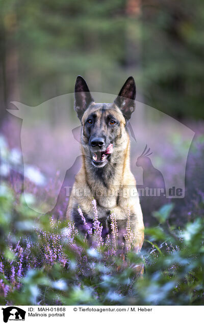 Malinois Portrait / Malinois portrait / MAH-01868