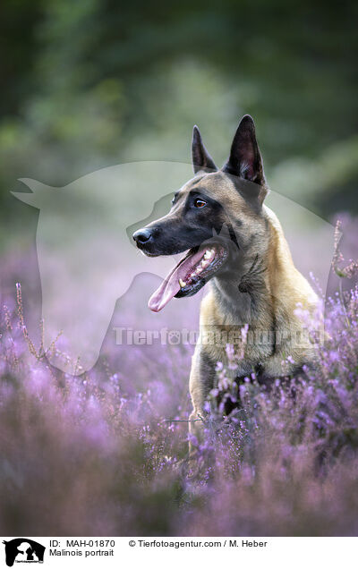 Malinois Portrait / Malinois portrait / MAH-01870