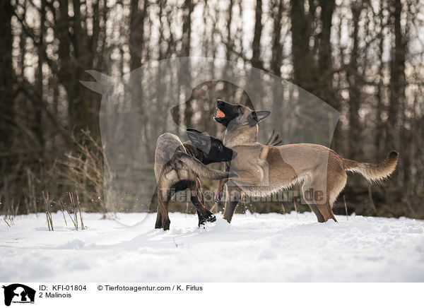 2 Malinois / KFI-01804