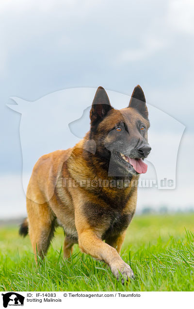trotting Malinois / IF-14083