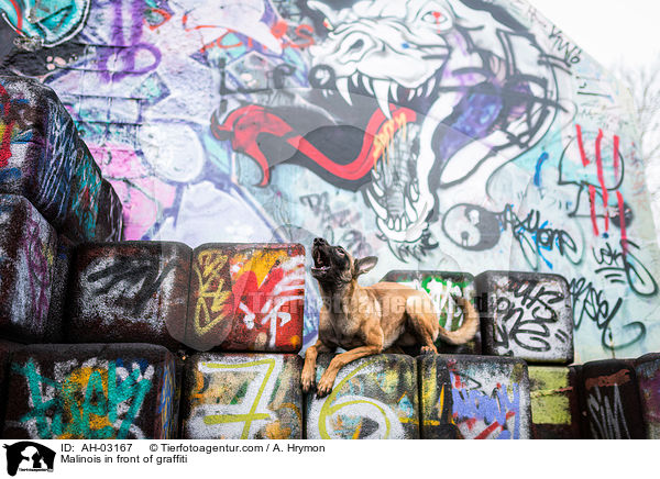 Malinois vor Graffiti / Malinois in front of graffiti / AH-03167