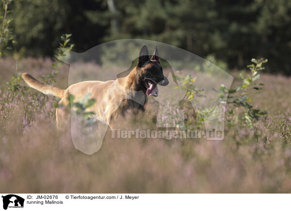 rennender Malinois / running Malinois / JM-02676