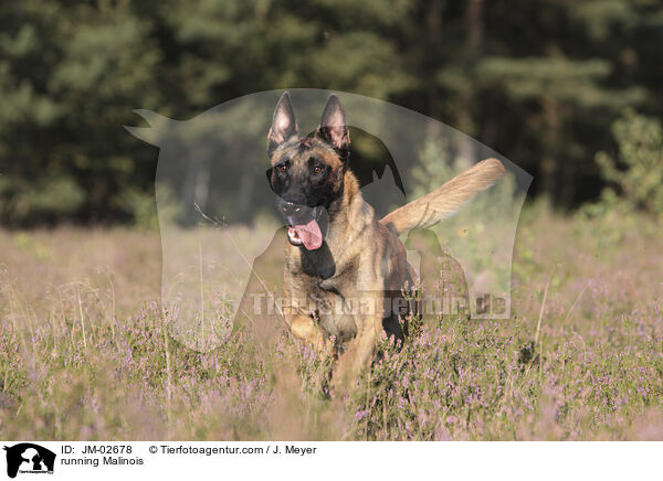 rennender Malinois / running Malinois / JM-02678
