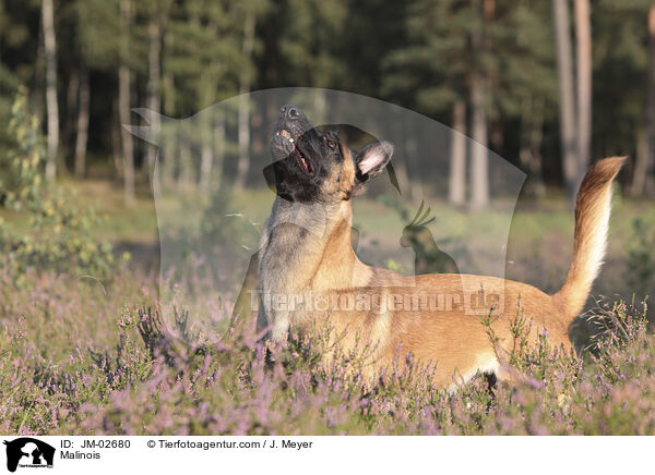 Malinois / Malinois / JM-02680