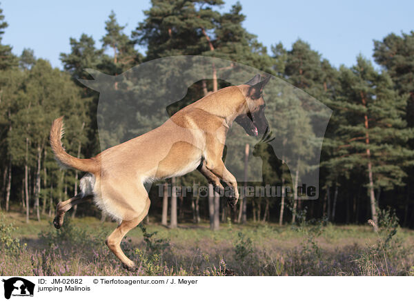 springender Malinois / jumping Malinois / JM-02682