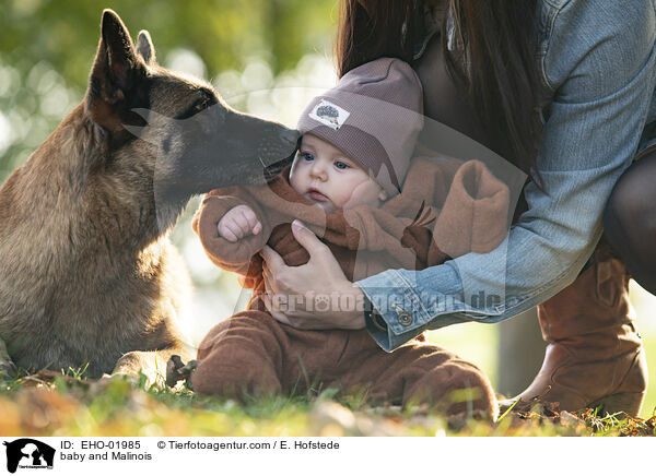 Baby und Malinois / baby and Malinois / EHO-01985