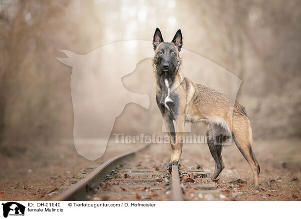Malinois Hndin / female Malinois / DH-01640