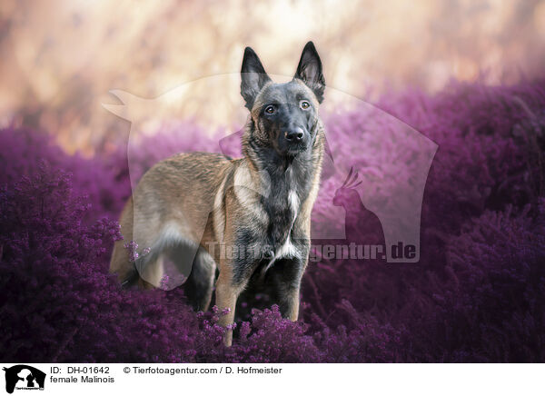 Malinois Hndin / female Malinois / DH-01642