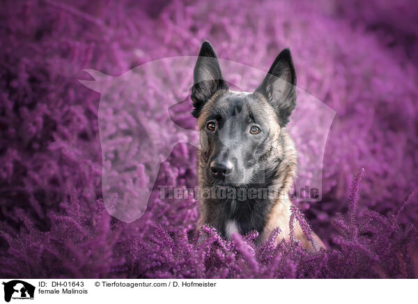 Malinois Hndin / female Malinois / DH-01643