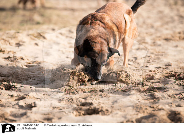 adult Malinois / SAD-01140