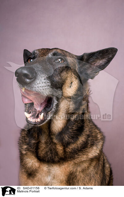Malinois Portrait / SAD-01156