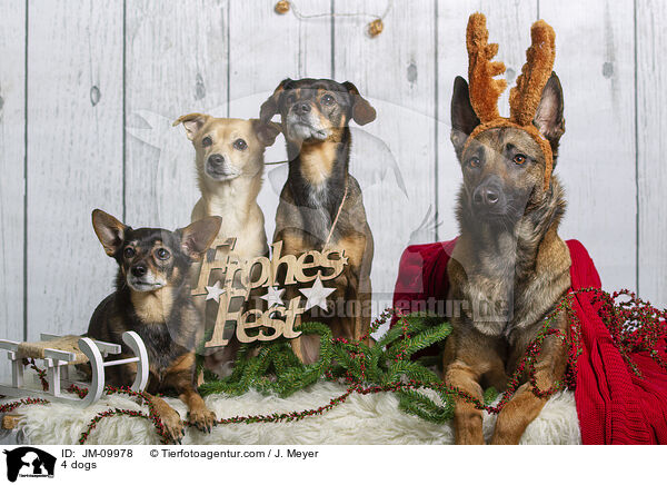 4 Hunde / 4 dogs / JM-09978