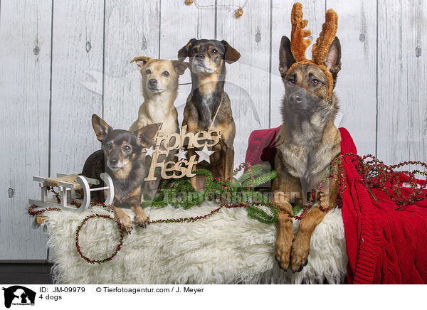 4 Hunde / 4 dogs / JM-09979