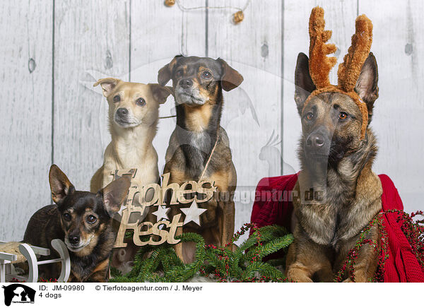 4 Hunde / 4 dogs / JM-09980
