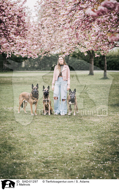 3 Malinois / 3 Malinois / SAD-01297