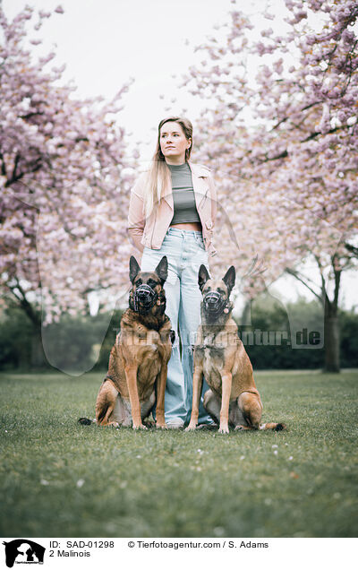 2 Malinois / 2 Malinois / SAD-01298