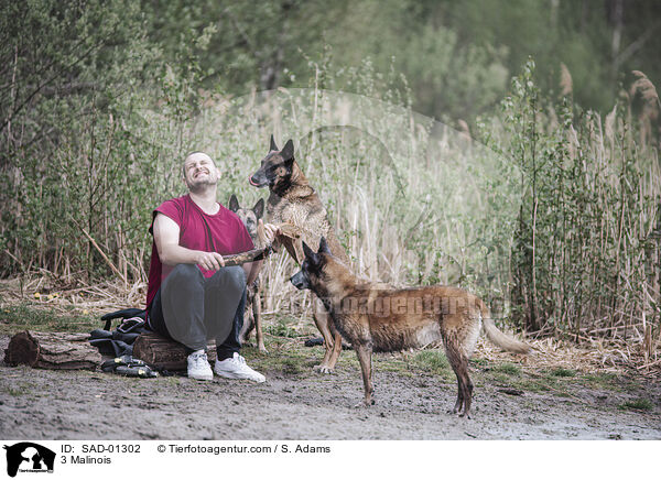 3 Malinois / SAD-01302