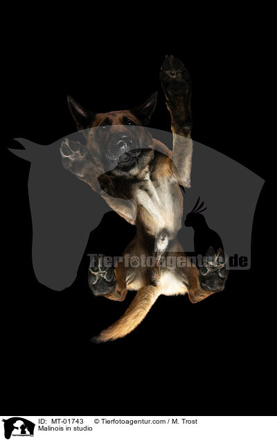 Malinois im Studio / Malinois in studio / MT-01743