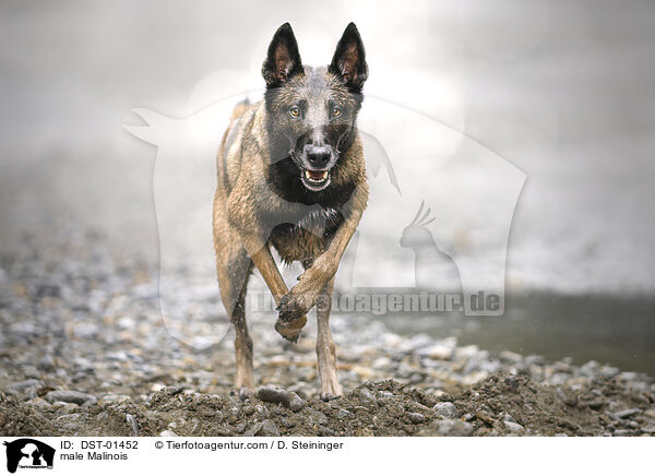Malinois Rde / male Malinois / DST-01452