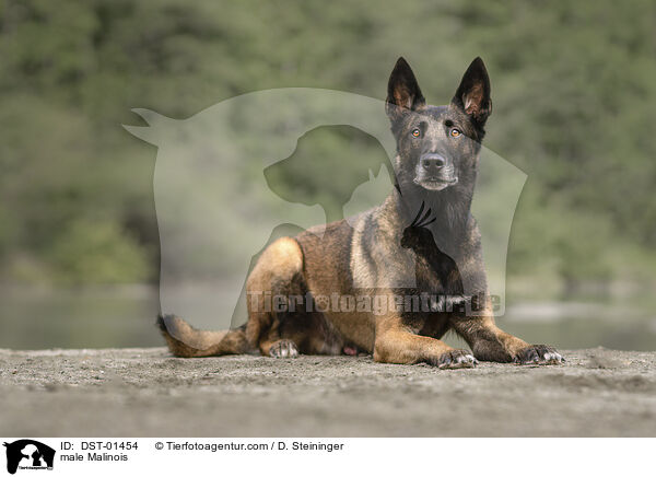 Malinois Rde / male Malinois / DST-01454