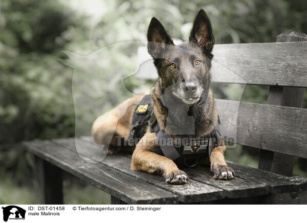 Malinois Rde / male Malinois / DST-01458