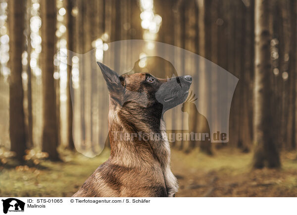 Malinois / Malinois / STS-01065