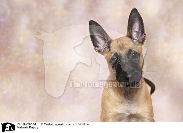 Malinois Welpe / Malinois Puppy / JH-29684