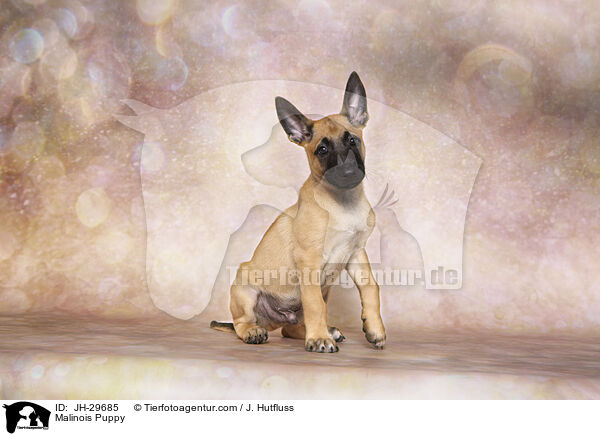 Malinois Welpe / Malinois Puppy / JH-29685