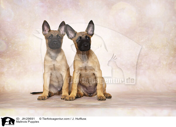 Malinois Welpen / Malinois Puppies / JH-29691
