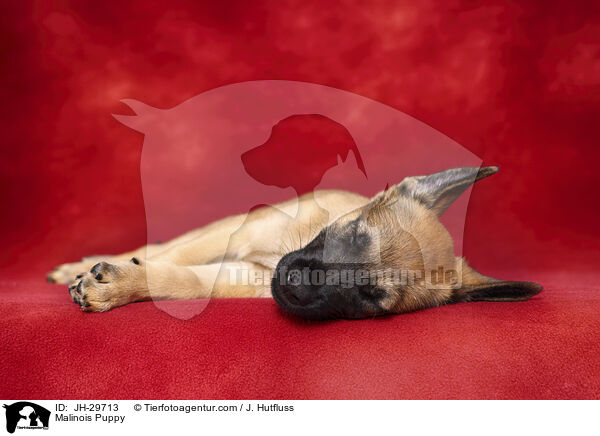 Malinois Puppy / JH-29713